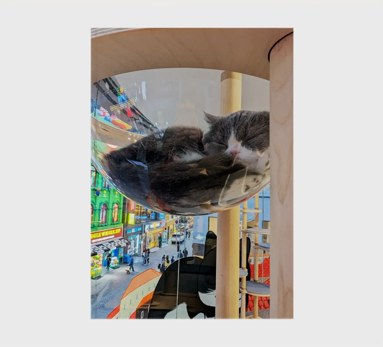 Fotografia in un Cat Café su una strada affollata di Seul, Corea del Sud diario da Hecate Pim Designs