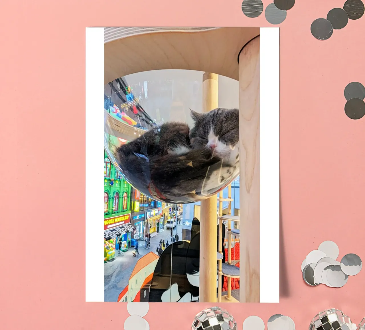 Fotografia in un Cat Café su una strada affollata di Seul, Corea del Sud foglio adesivo da Hecate Pim Designs