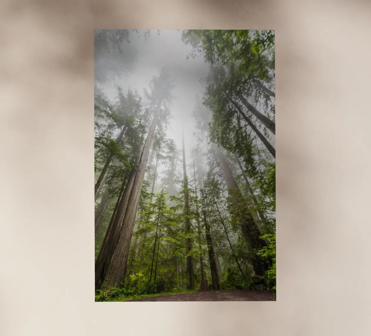 foresta di alberi ad alto fusto pellicola backlit da Earthly Visions