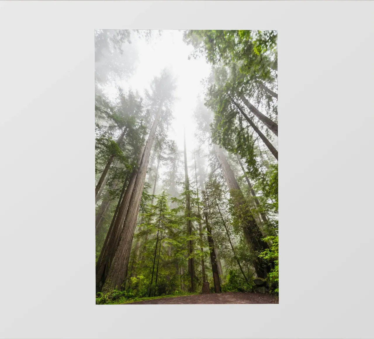 foresta di alberi ad alto fusto pellicola backlit da Earthly Visions