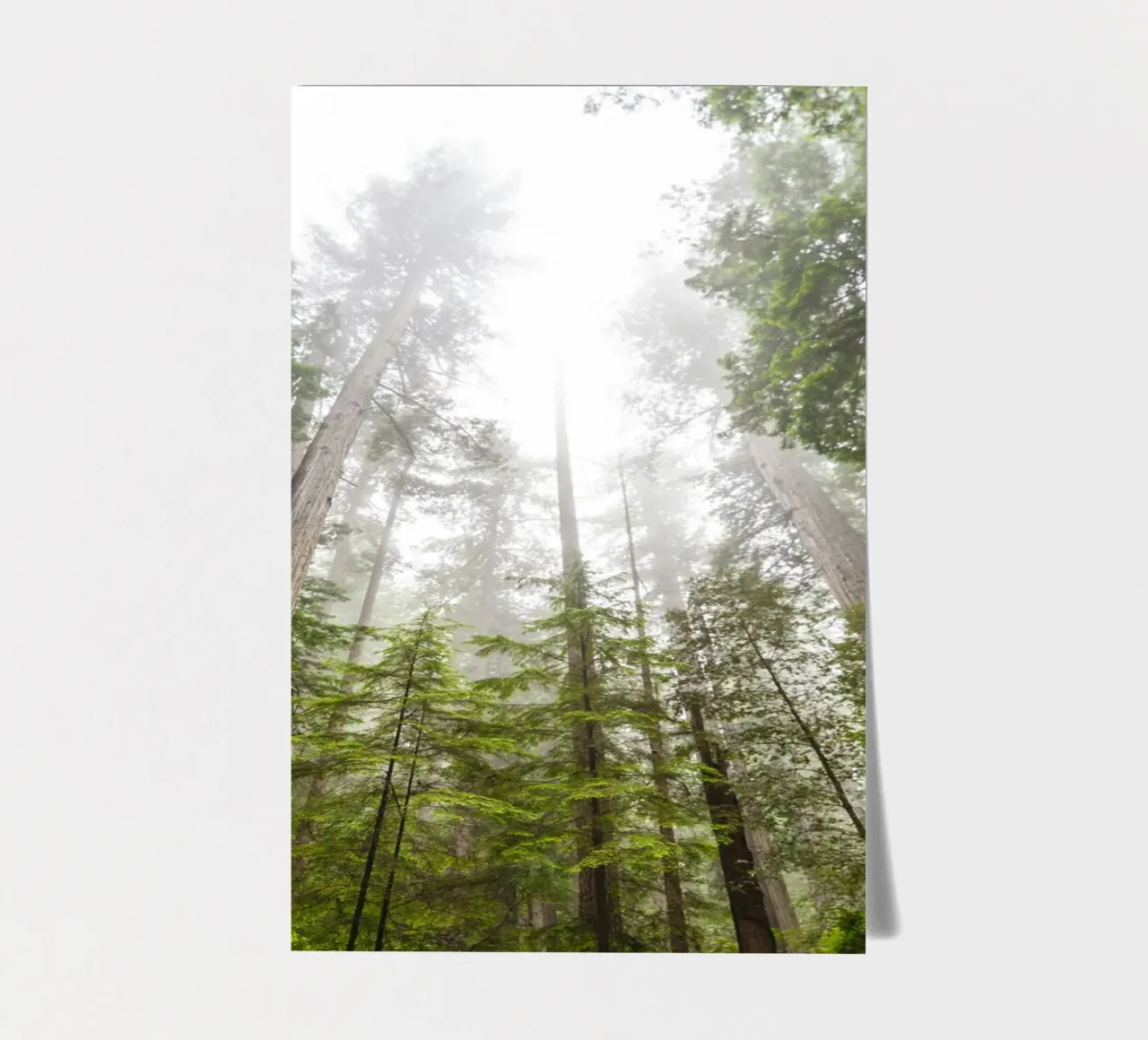 foresta di alberi ad alto fusto foglio adesivo da Earthly Visions