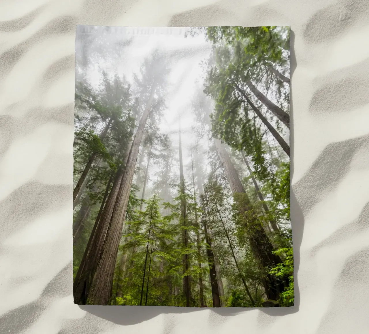 foresta di alberi ad alto fusto telo mare da Earthly Visions