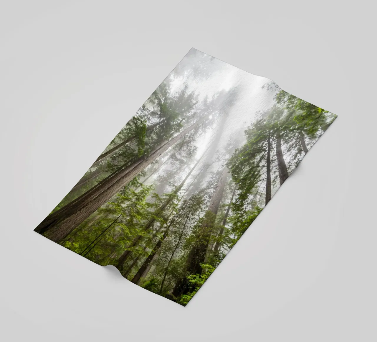 foresta di alberi ad alto fusto telo mare da Earthly Visions