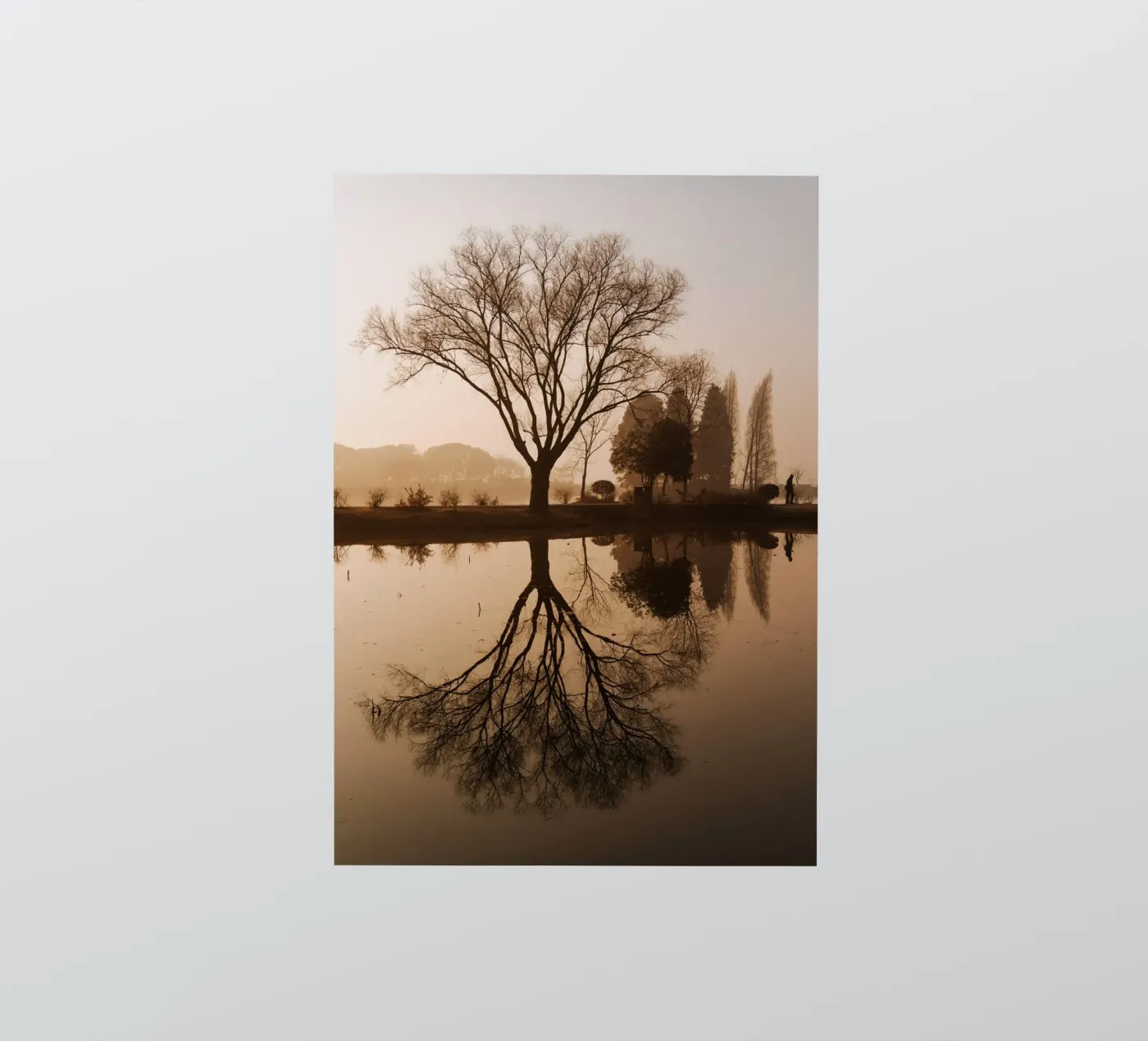 tree reflection sticker by Earthly Visions