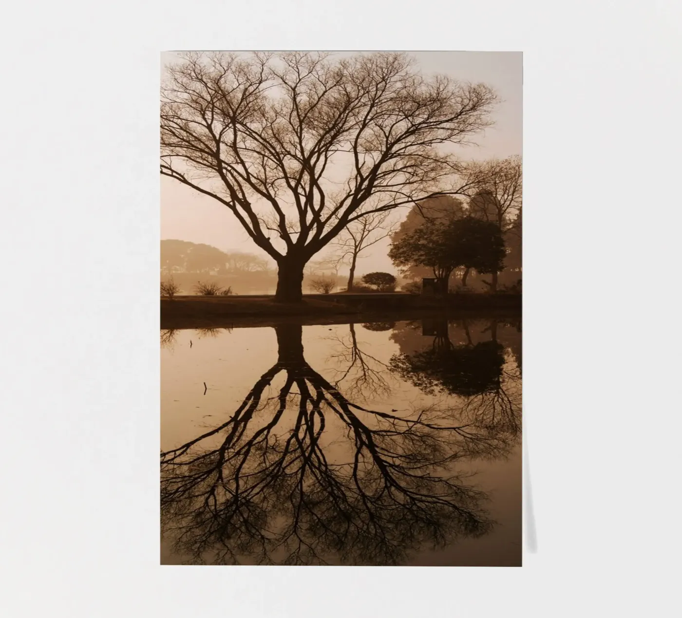 tree reflection sticker sheet by Earthly Visions