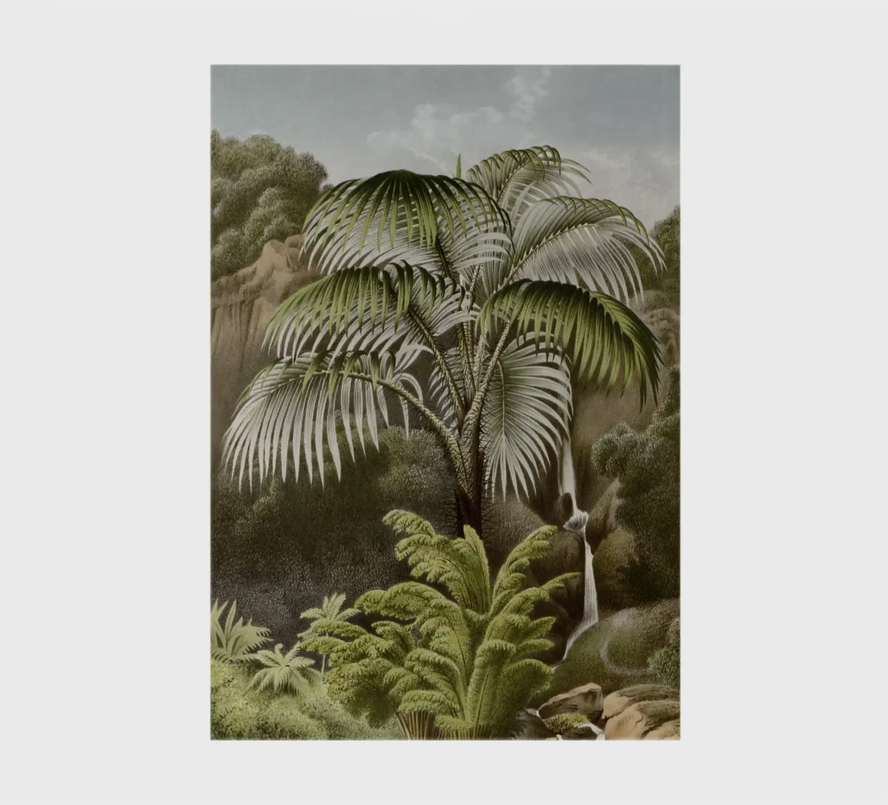 Vintage Houtte 2 Acanthophoenix Crinita notebook by Vintage Print Collection
