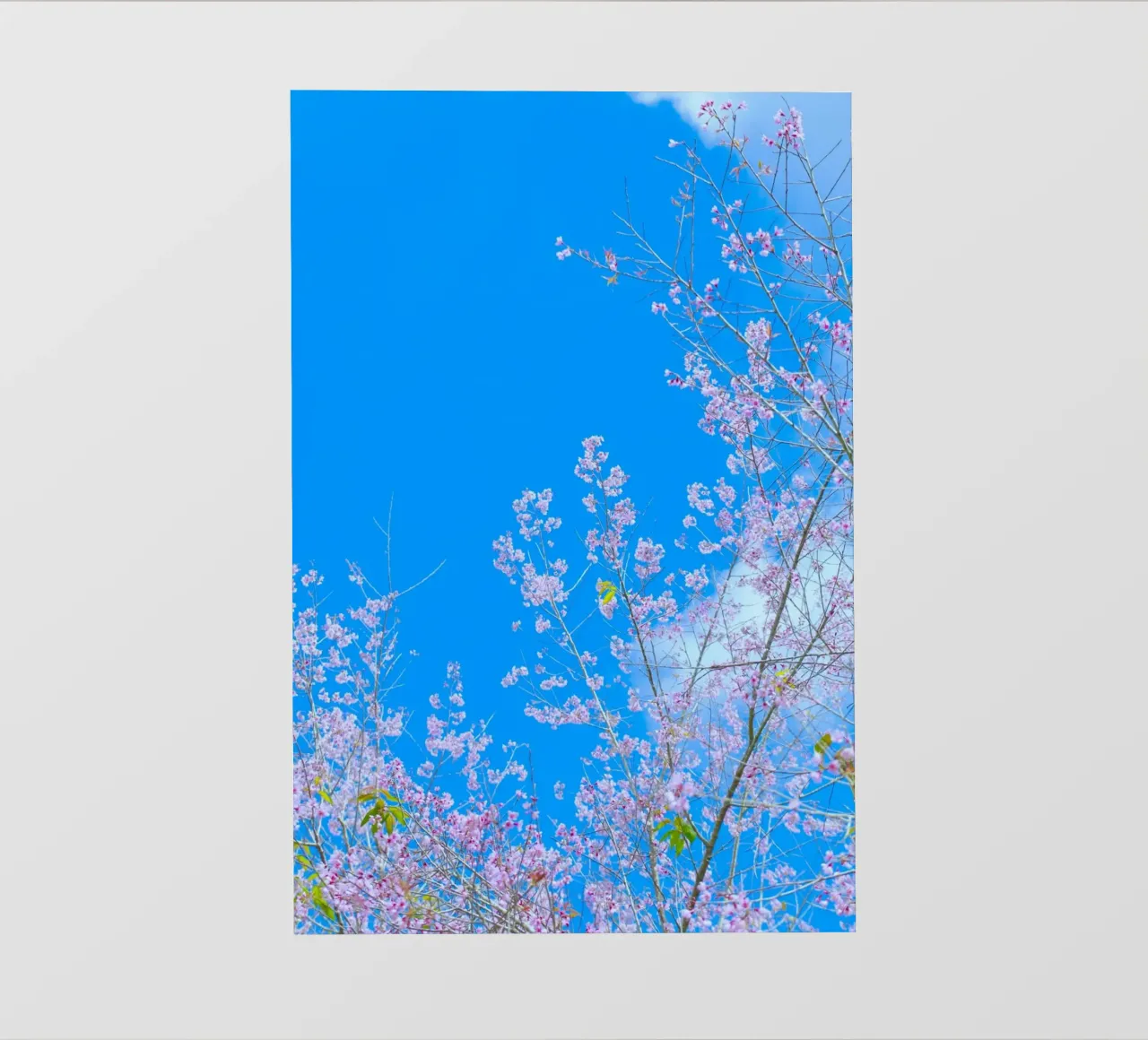 rami di primavera telo in pvc da space words
