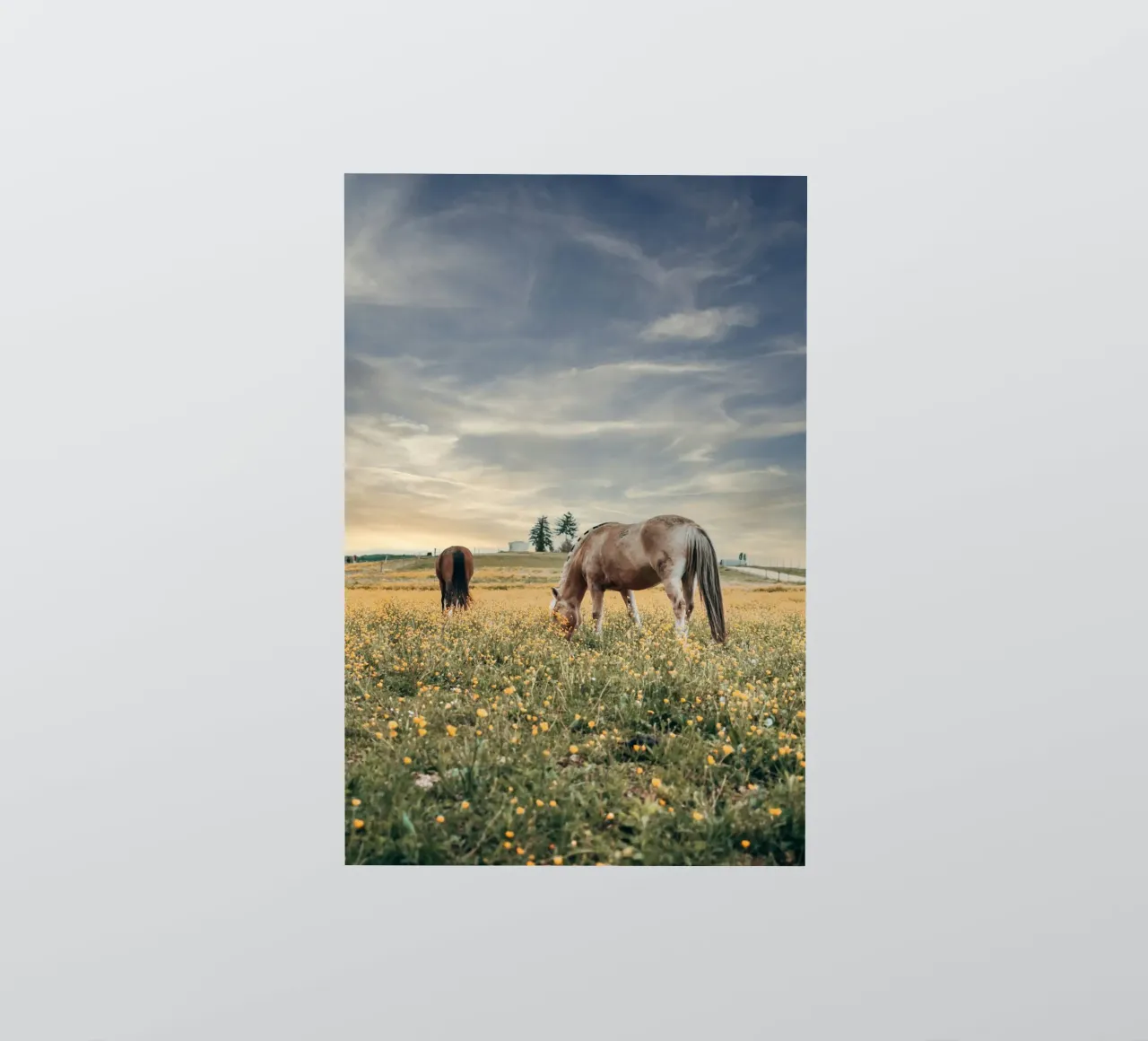 begrazing met hek sticker van Horsire