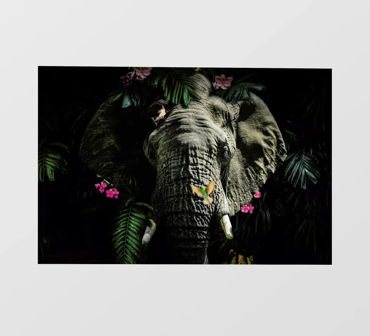 Elephant 5 LS pellicola backlit da Wouter Rikken