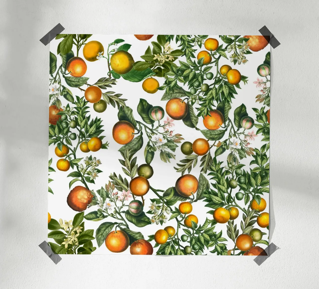 Motif d'oranges sur blanc Impression botanique d'agrumes frais hahnemühle de Stilrausch