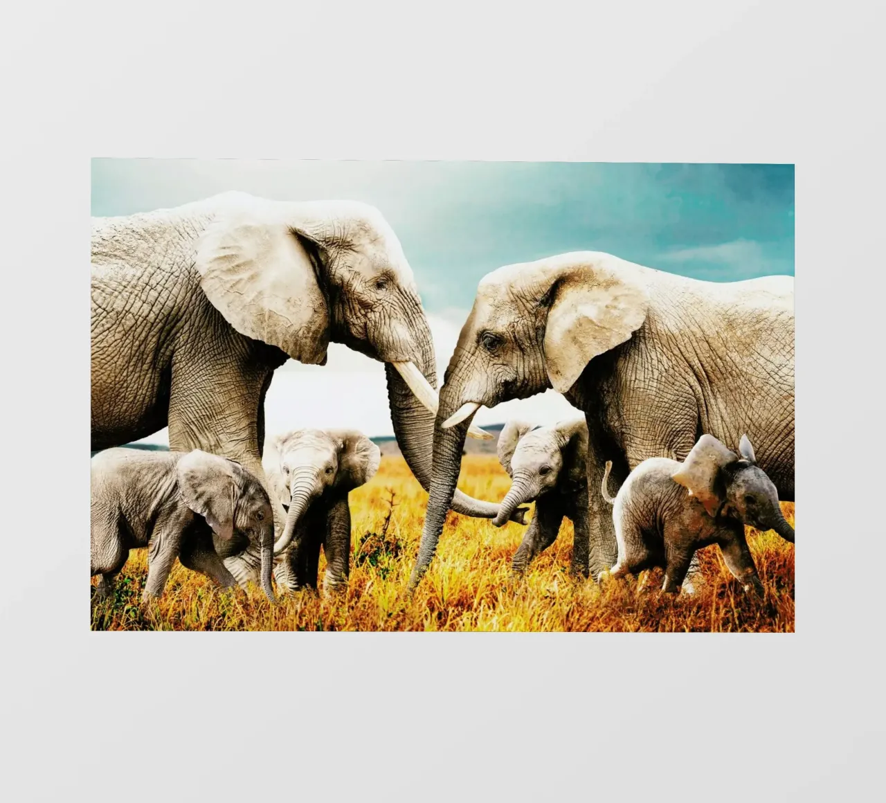Elephant Family telo in pvc da Wouter Rikken