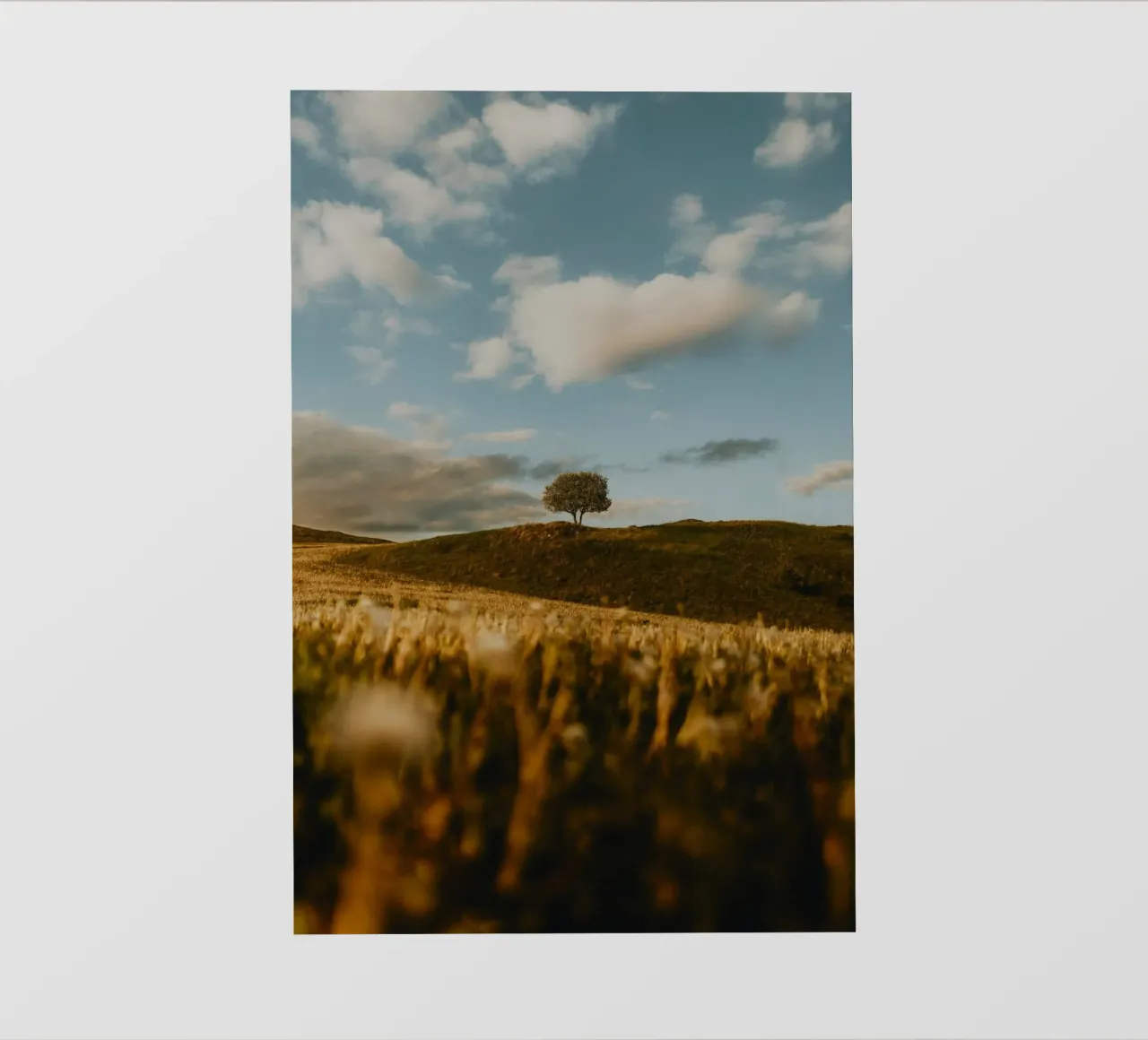 albero erba pellicola backlit da Earthly Visions