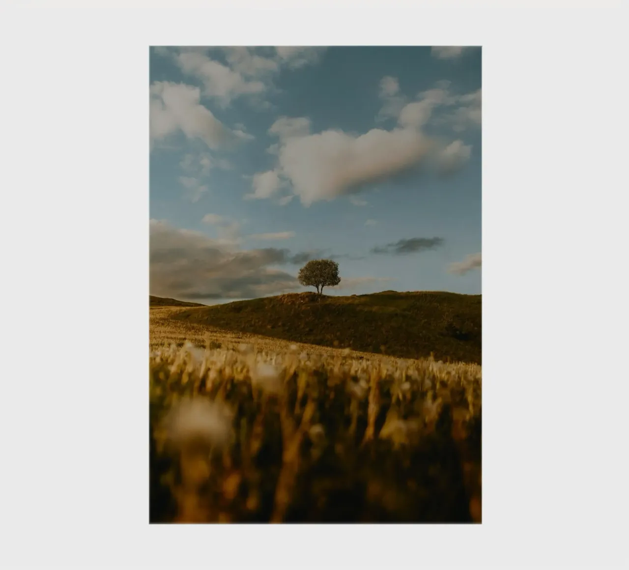 tree grass notebook by Earthly Visions