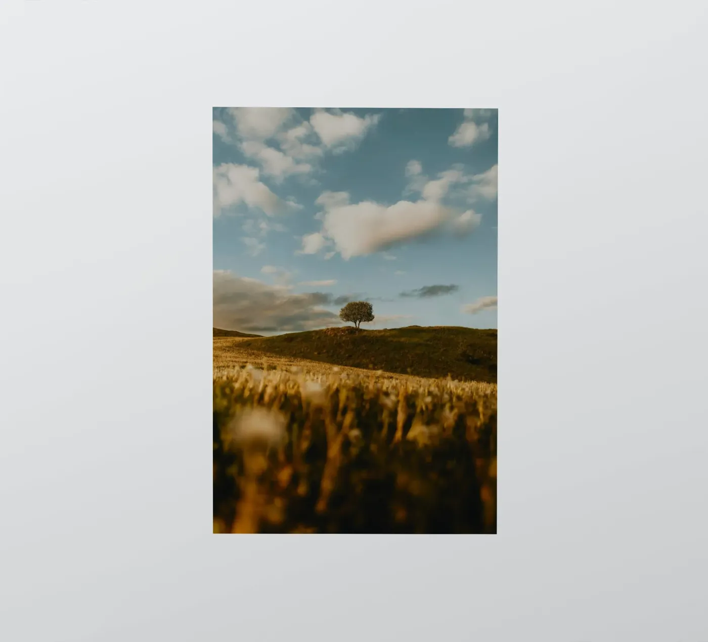 Baumgras Sticker von Earthly Visions