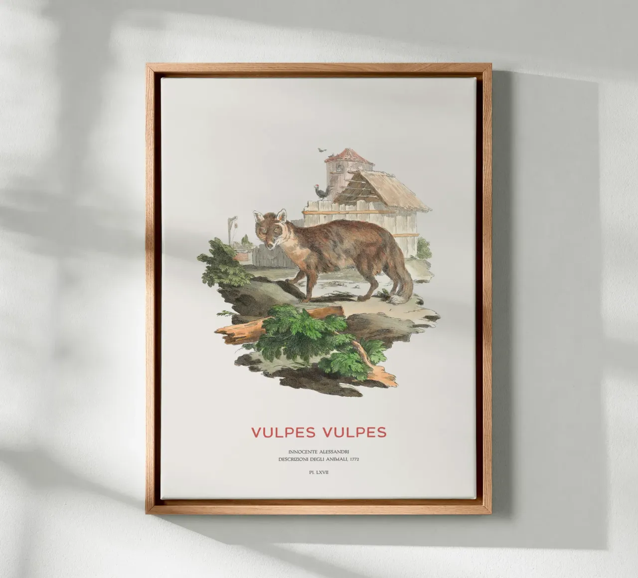The red fox canvas with Floater frame by Vintagrafica