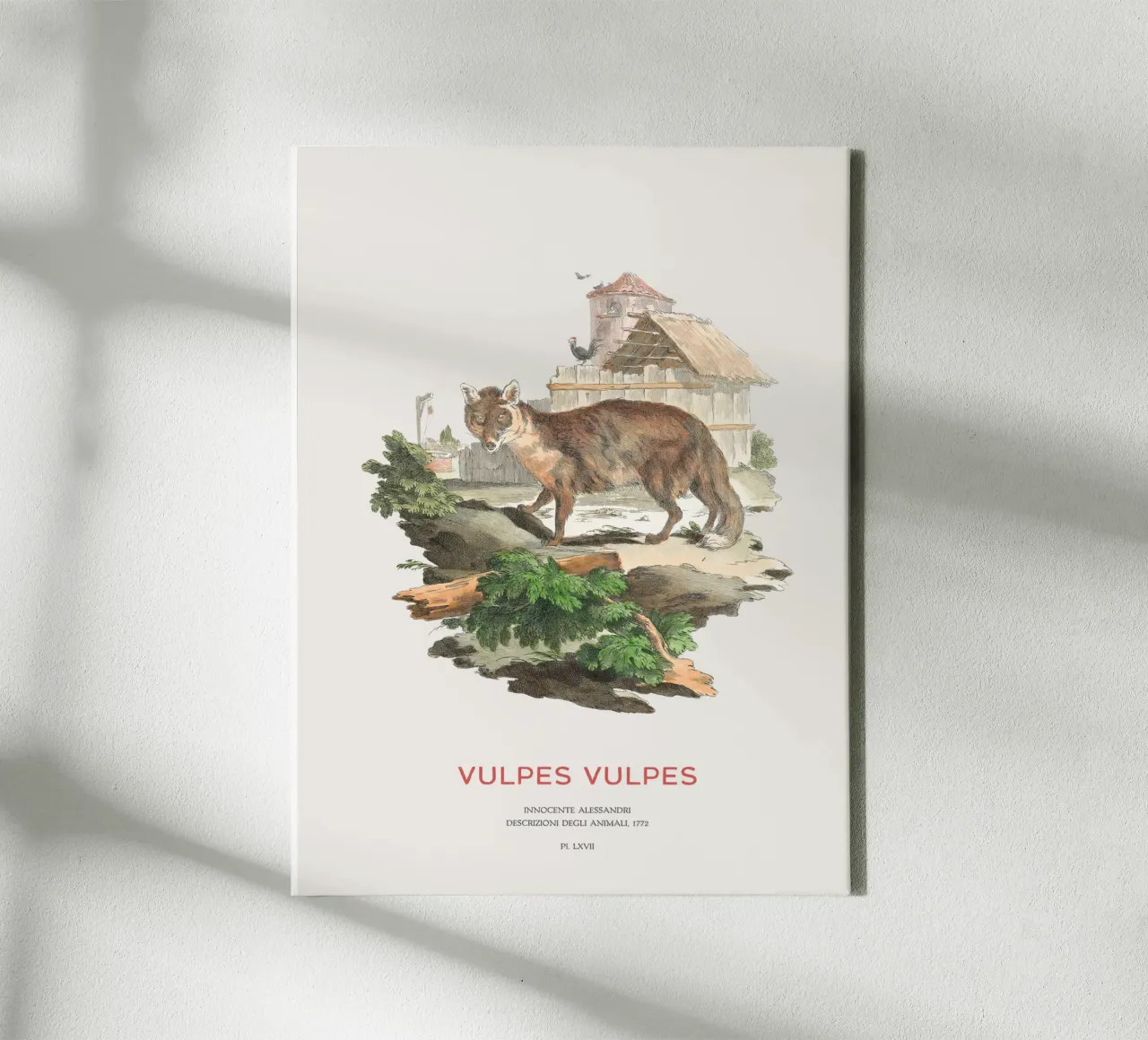 The red fox canvas with Floater frame by Vintagrafica