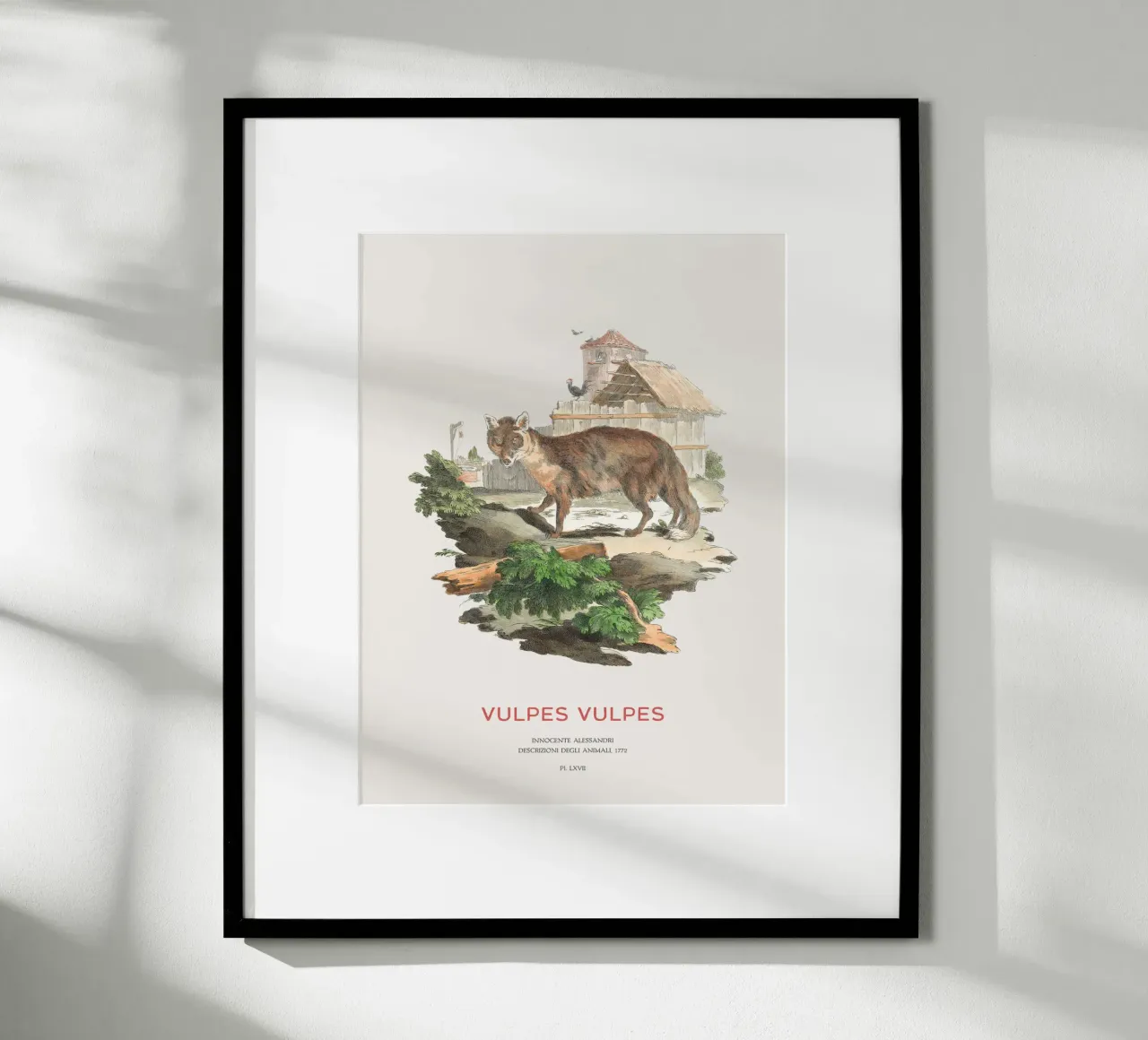 Der Rotfuchs Hahnemühle von Vintagrafica
