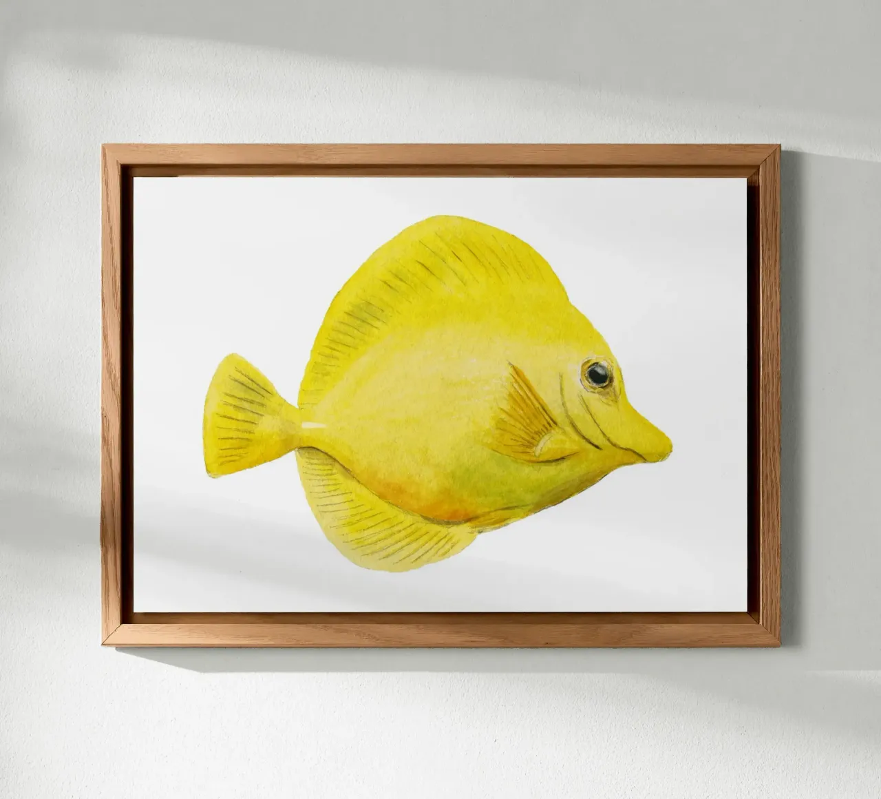 Gelber Segelflossen Doktorfisch Alu-Dibond von Barbara Buderath Illustrationen