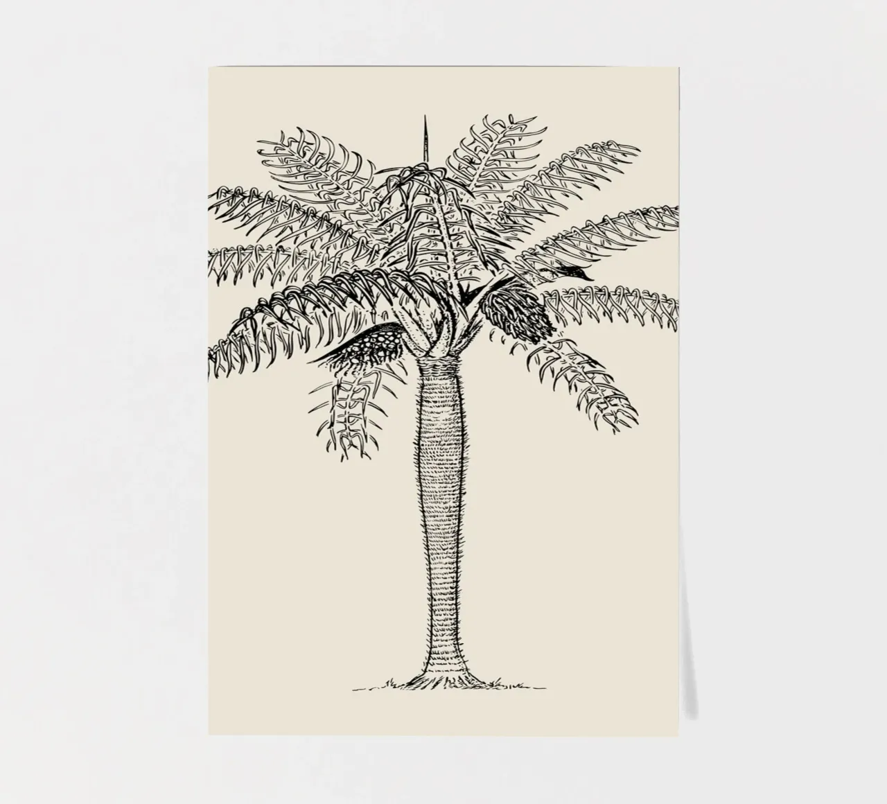 Esquisse de palmier vintage - Botanical Tropical Art planche autocollant de ClubArt