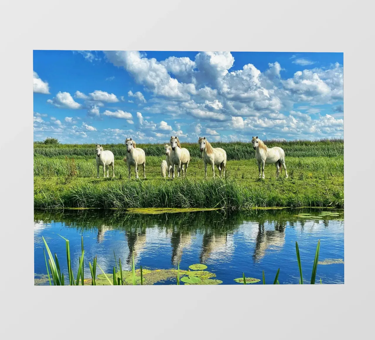 herd of horses wildlife photo wallpaper by Horsire