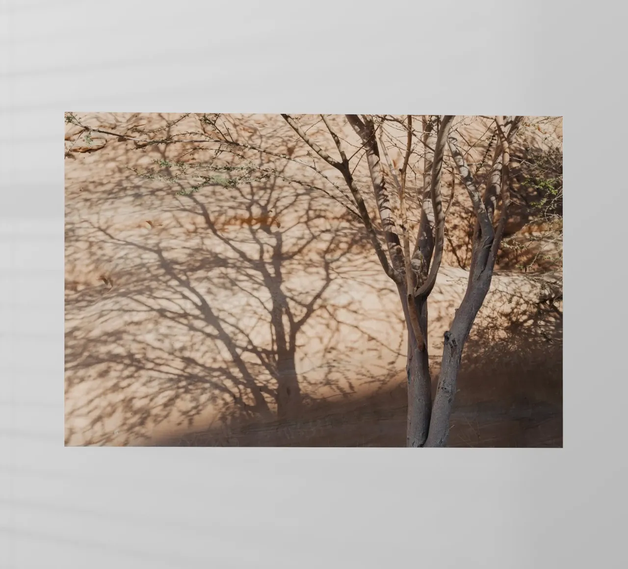 A rock, a tree and shadow pellicola backlit da photolovers