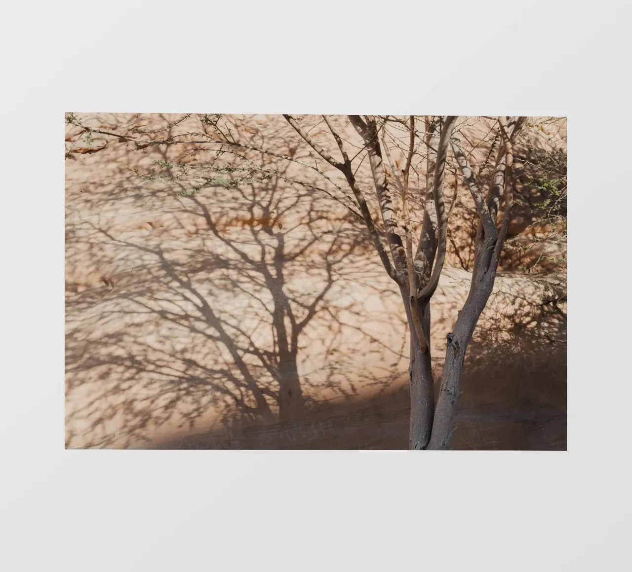 A rock, a tree and shadow telo in pvc da photolovers