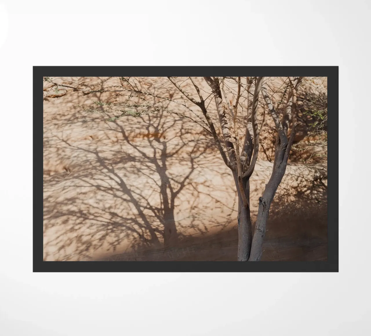 A rock, a tree and shadow zerbino da photolovers