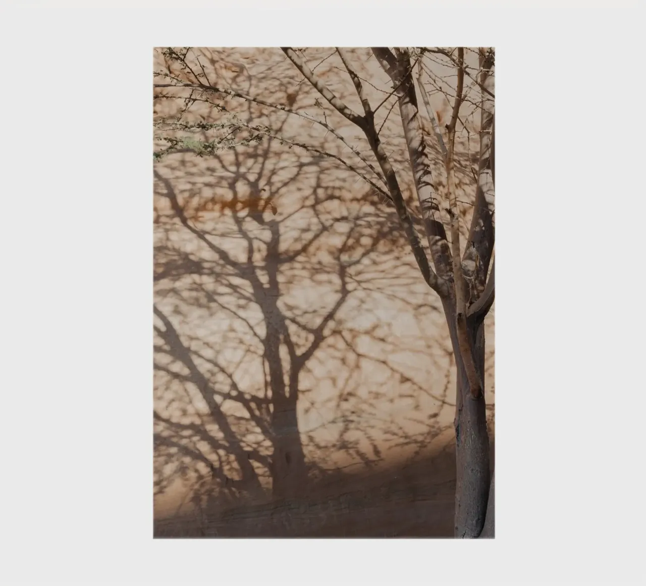 A rock, a tree and shadow notebook by photolovers