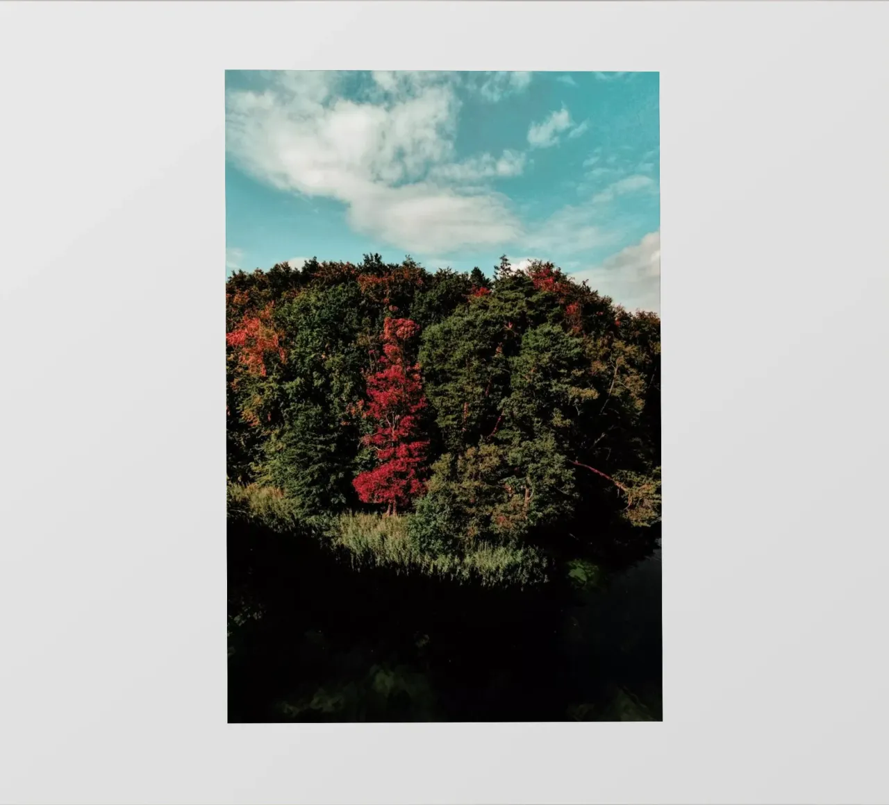 Colorful Forest telo in pvc da Sebastian Hilgetag