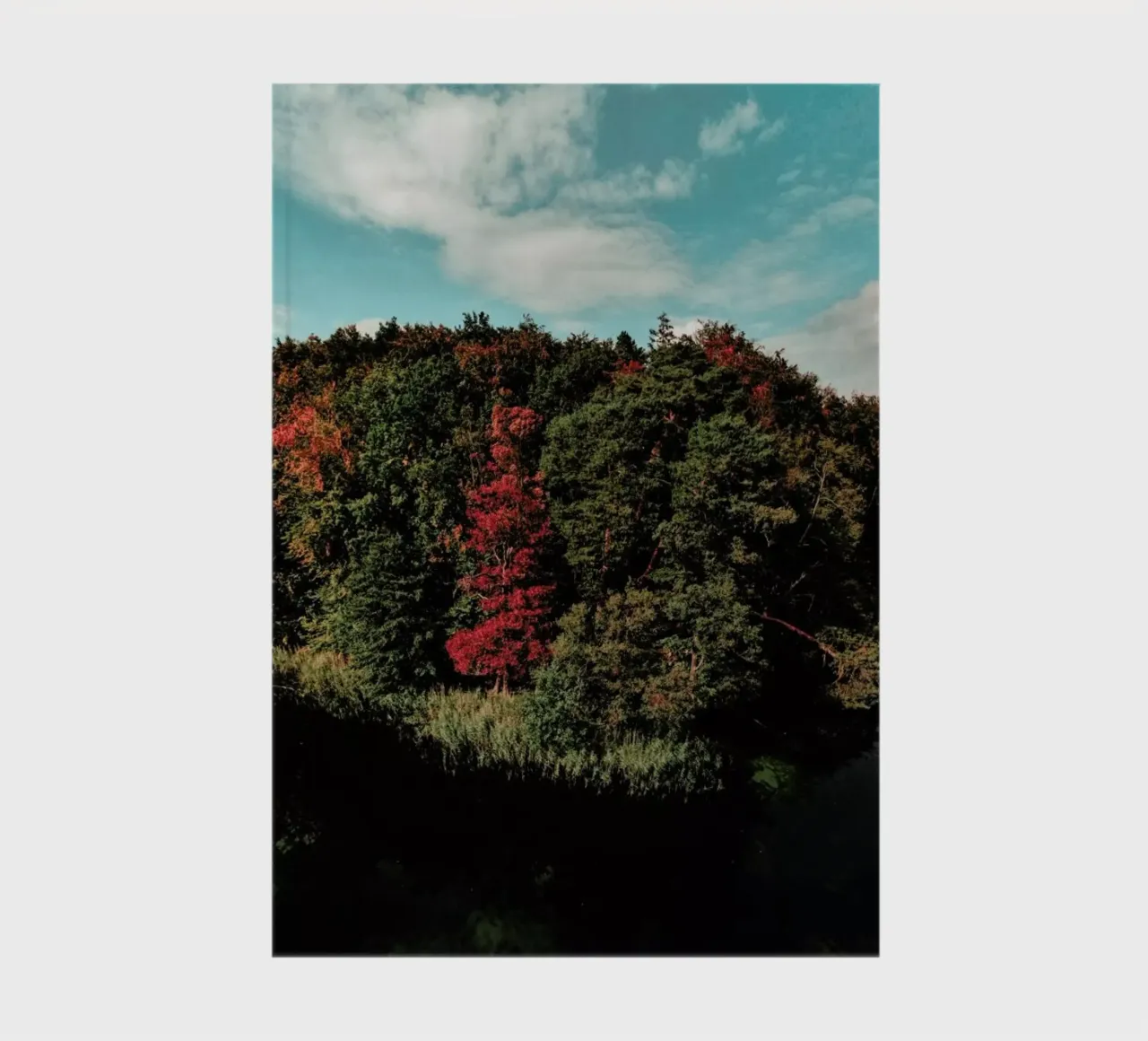 Colorful Forest notebook by Sebastian Hilgetag