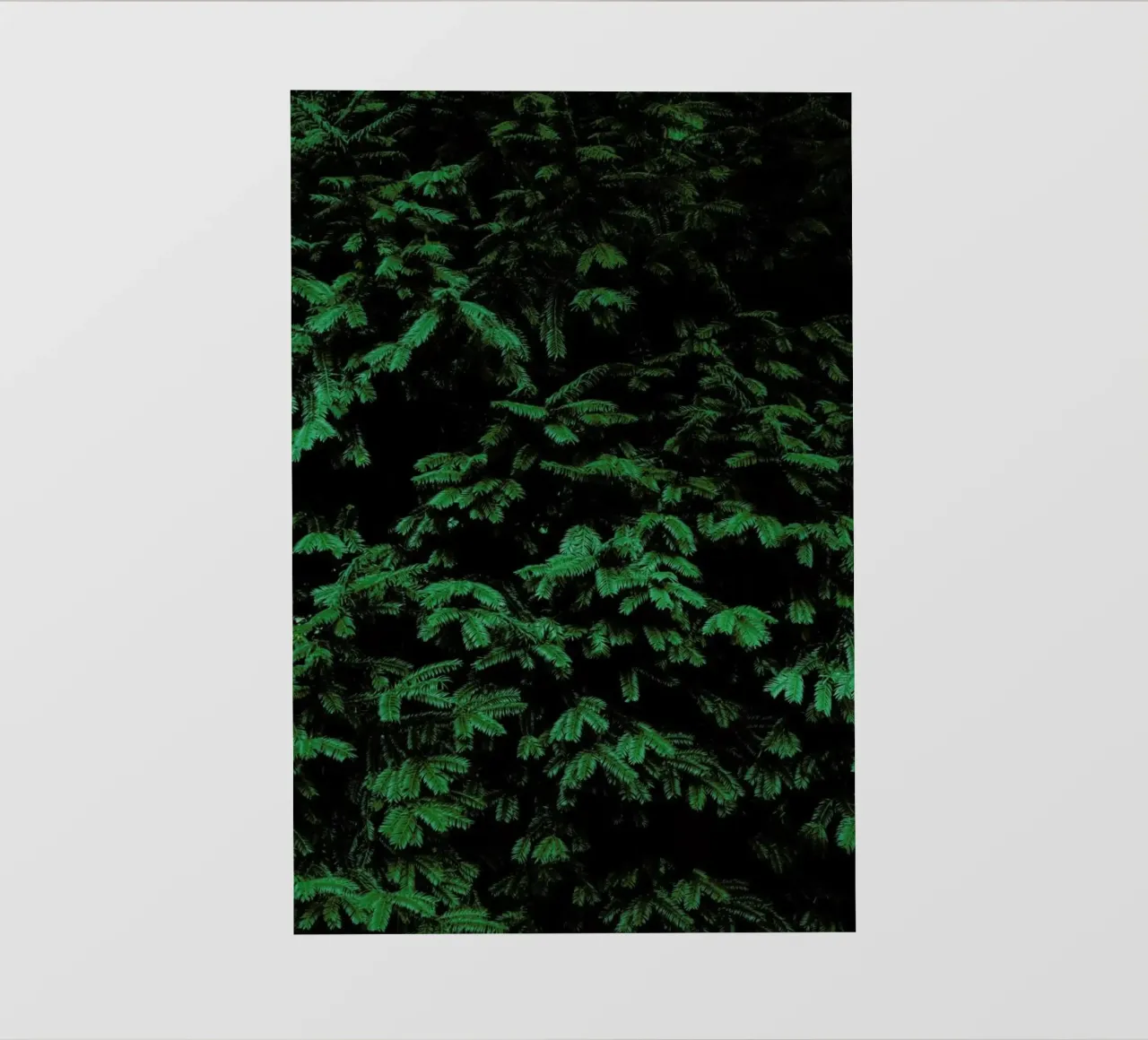 Coniferous Shrub pellicola backlit da Sebastian Hilgetag