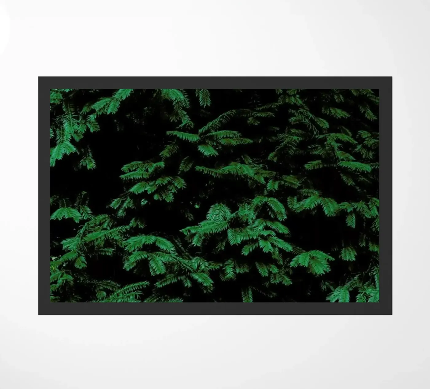 Coniferous Shrub zerbino da Sebastian Hilgetag