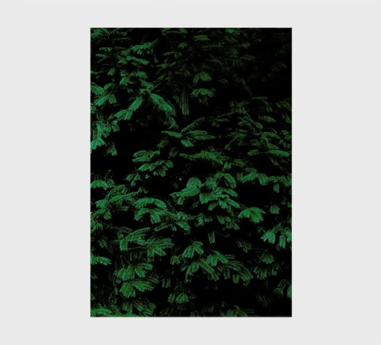 Coniferous Shrub carnet de notes de Sebastian Hilgetag