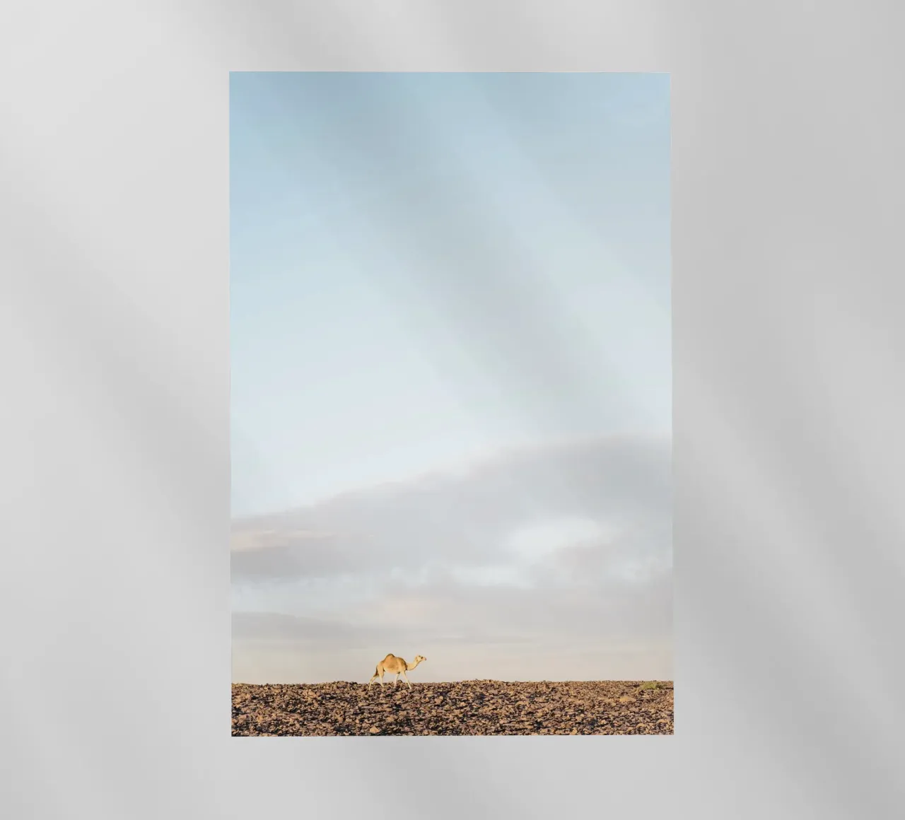 Lonely camel pellicola backlit da photolovers