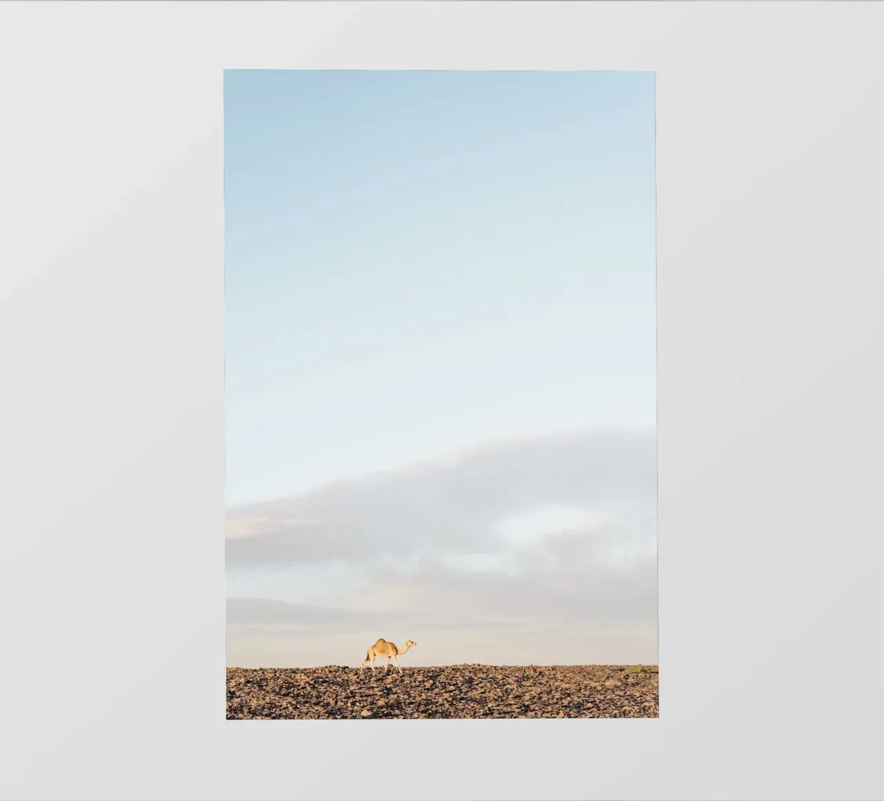 Lonely camel pellicola backlit da photolovers