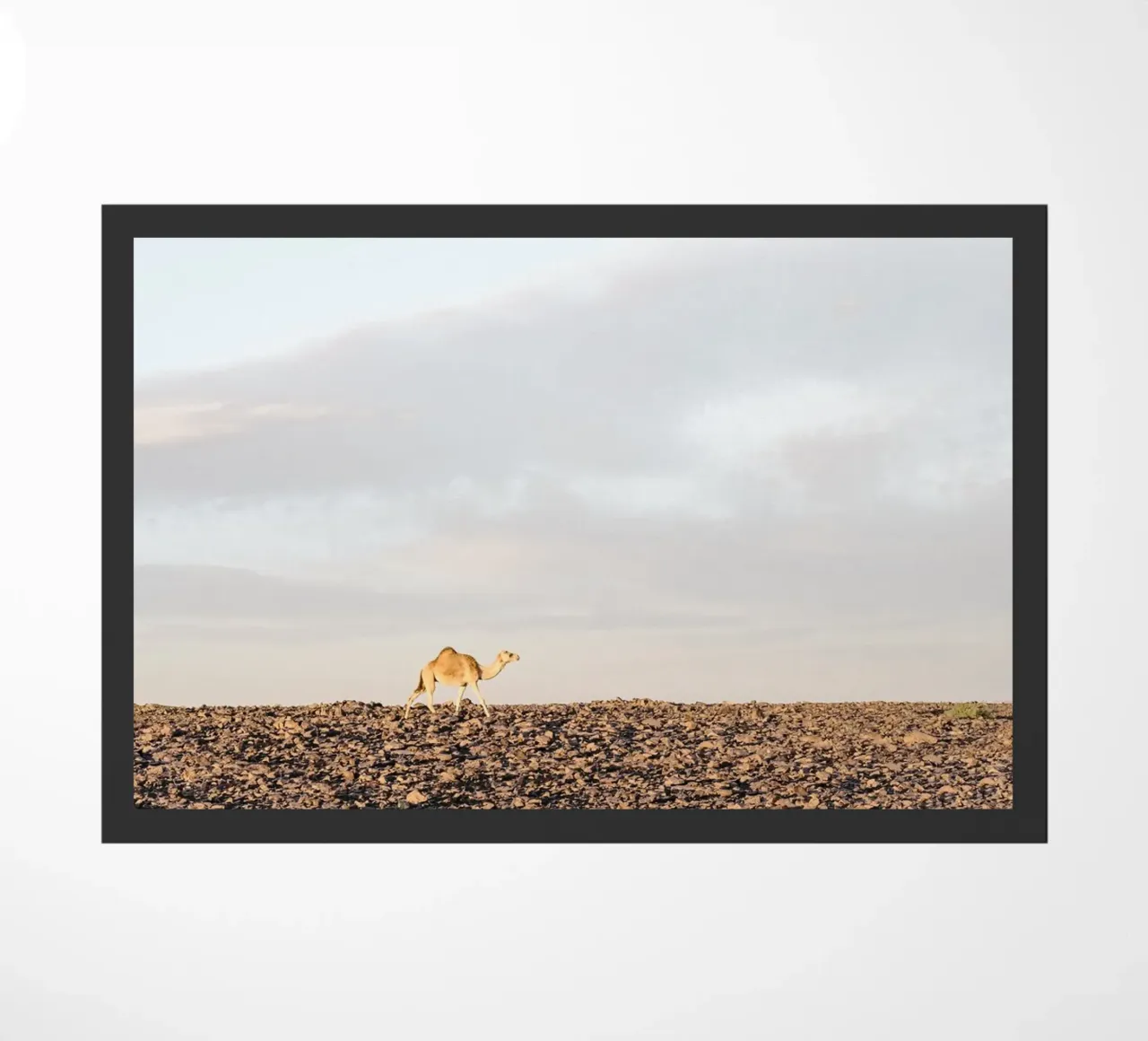 Lonely camel zerbino da photolovers