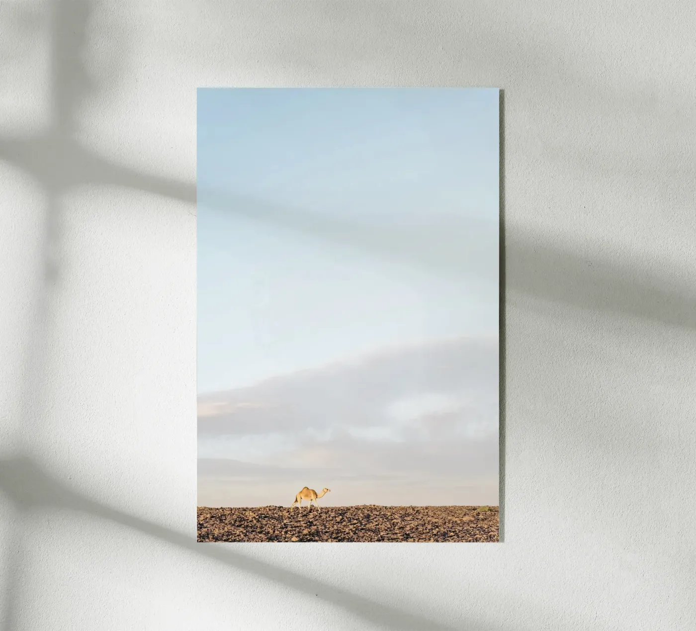 Lonely camel acryl van photolovers