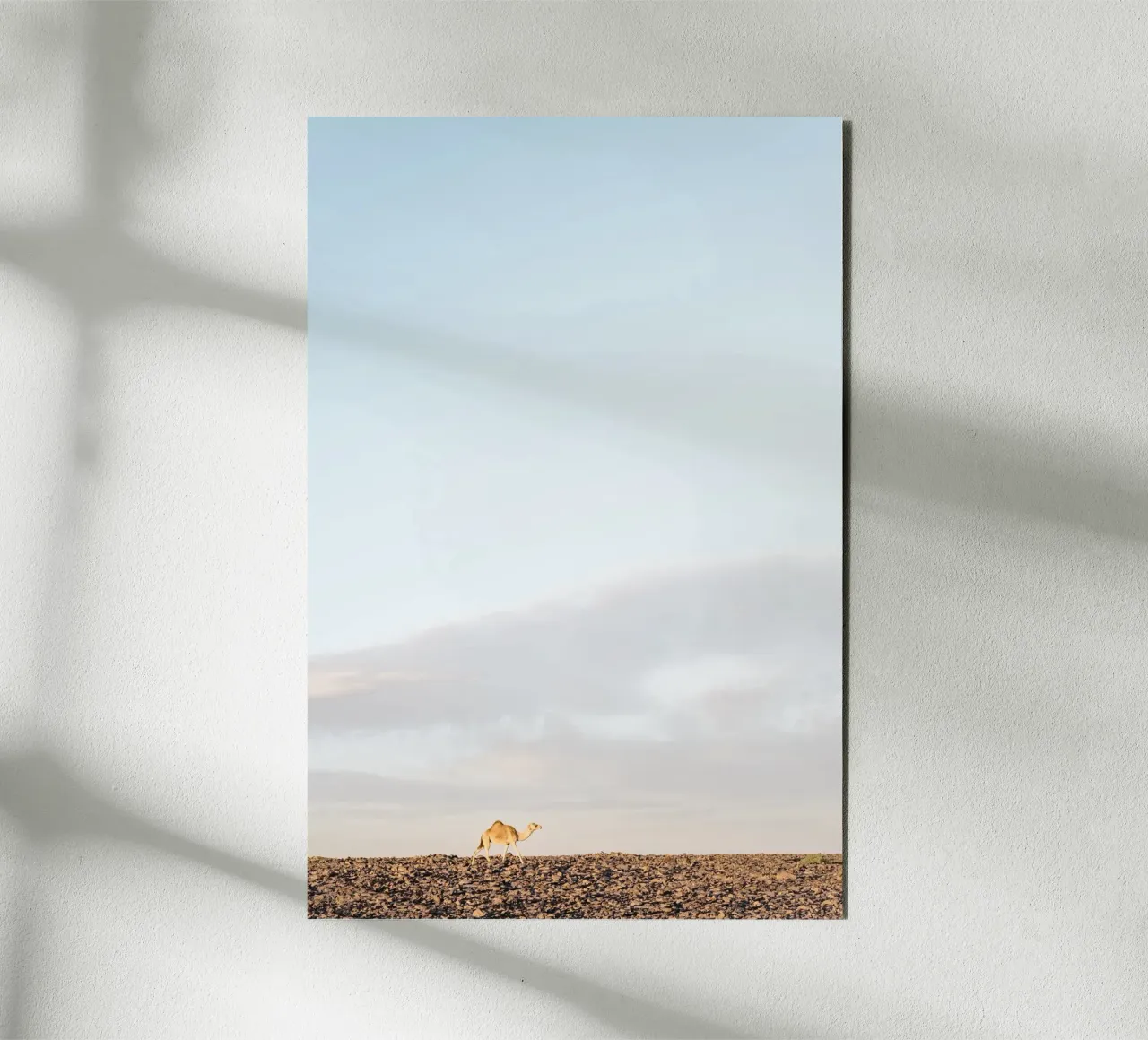 Lonely camel alluminio dibond da photolovers