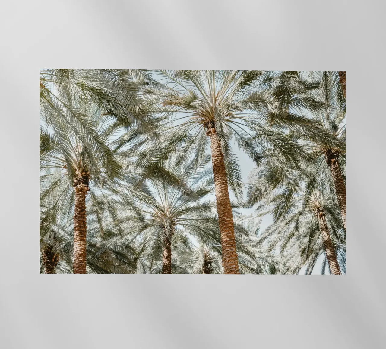Oasis with palm trees pellicola backlit da photolovers