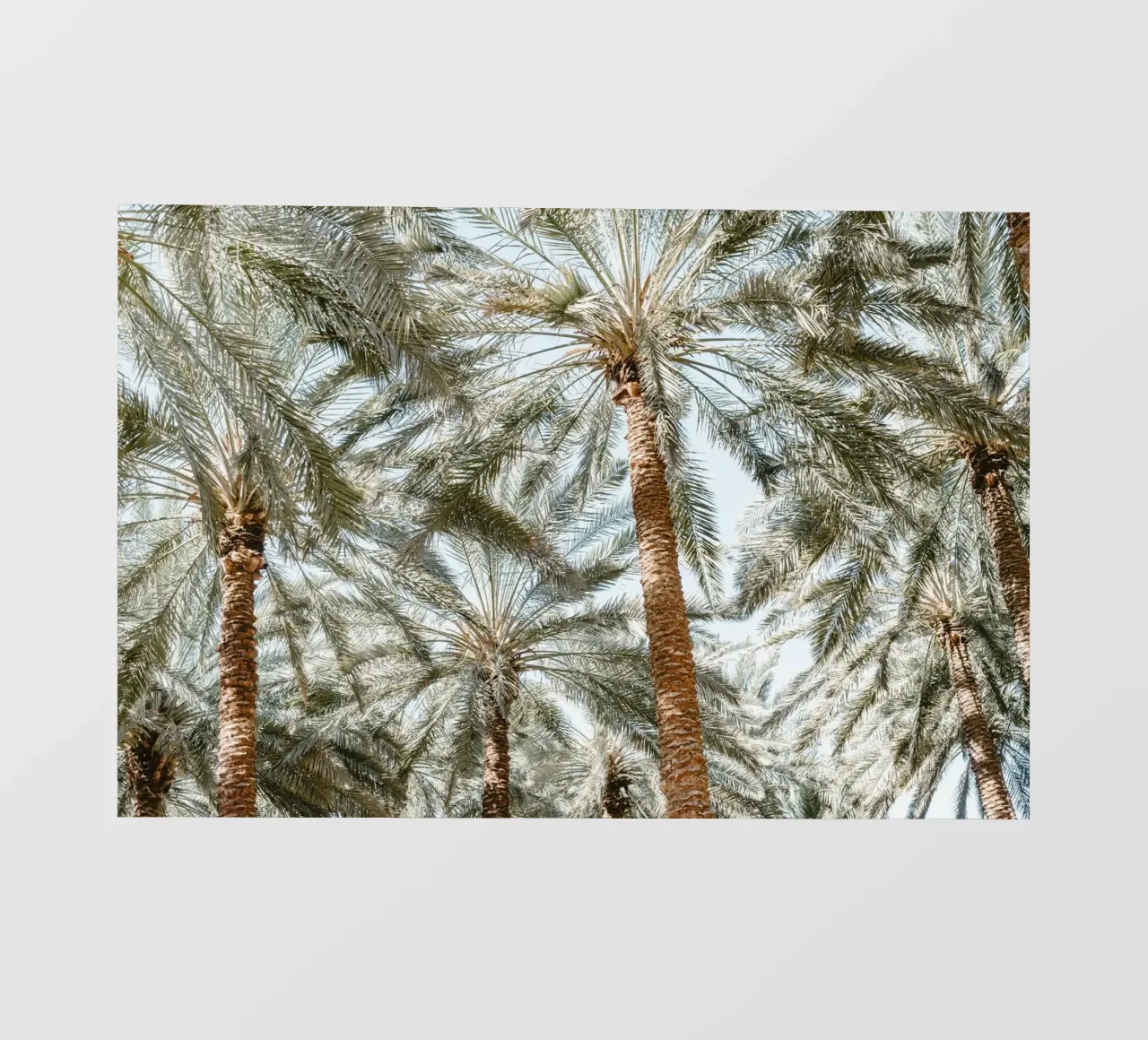 Oasis with palm trees telo in pvc da photolovers
