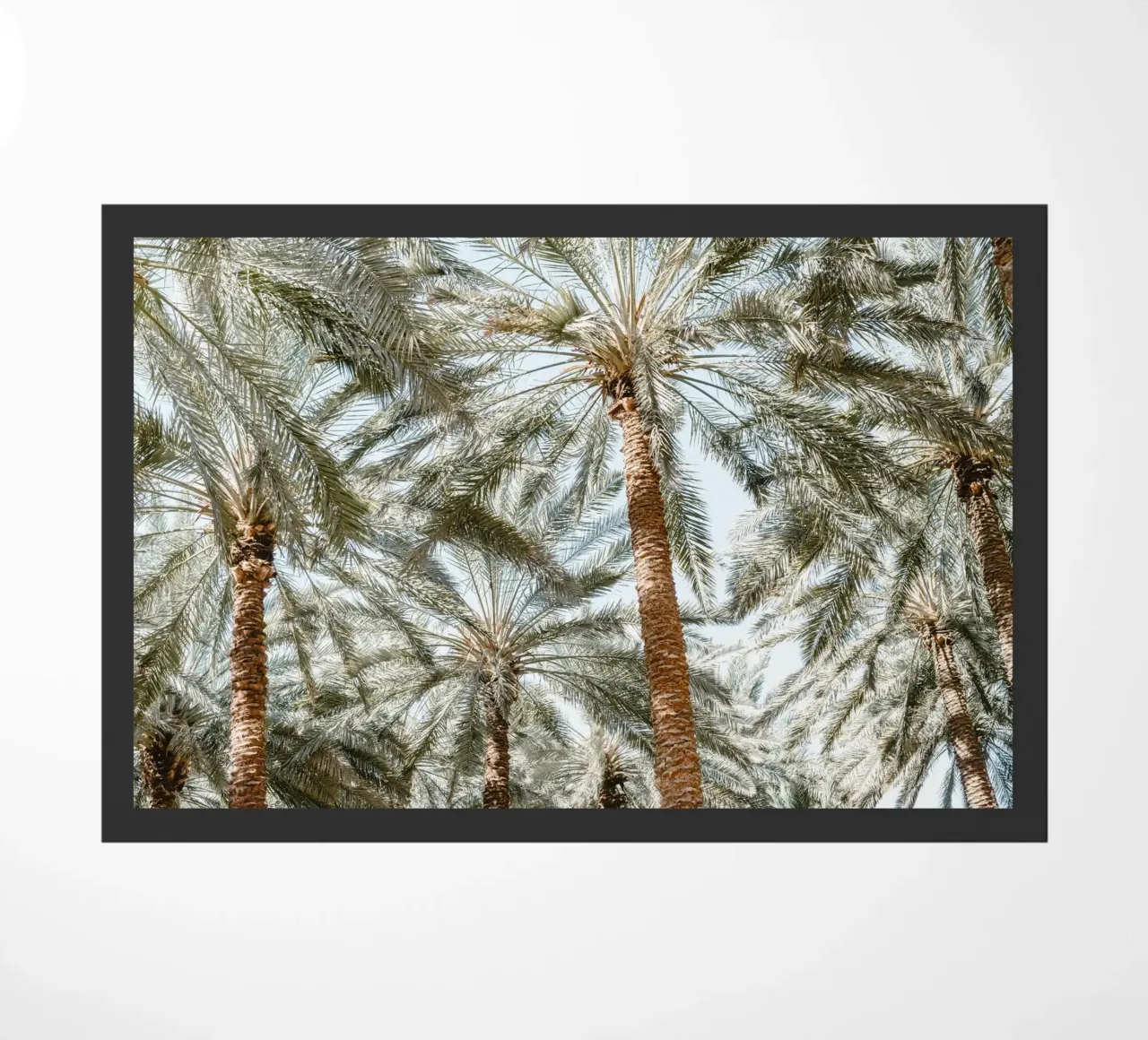 Oasis with palm trees zerbino da photolovers