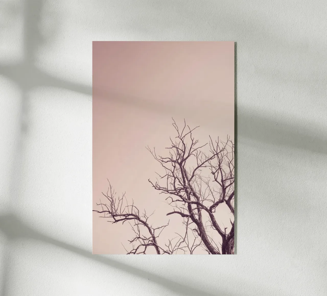 Pink sky and a tree plexiglass da photolovers