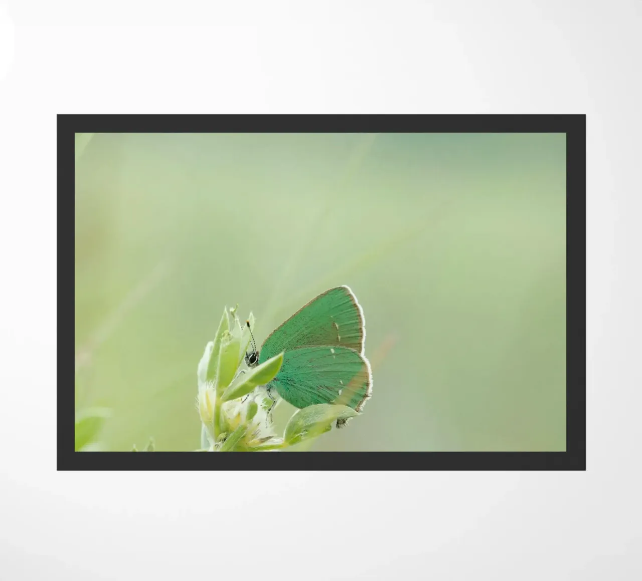 verde farfalla zerbino da Earthly Visions