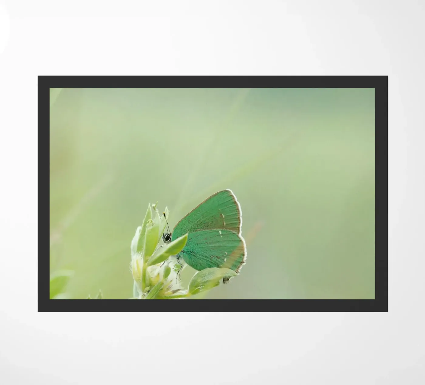 butterfly green doormat by Earthly Visions