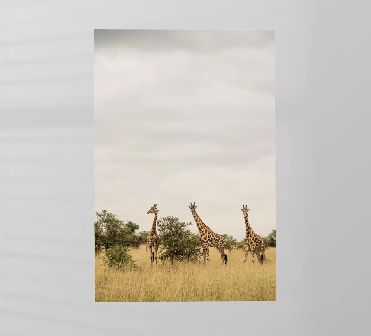 Three giraffes on safari pellicola backlit da photolovers