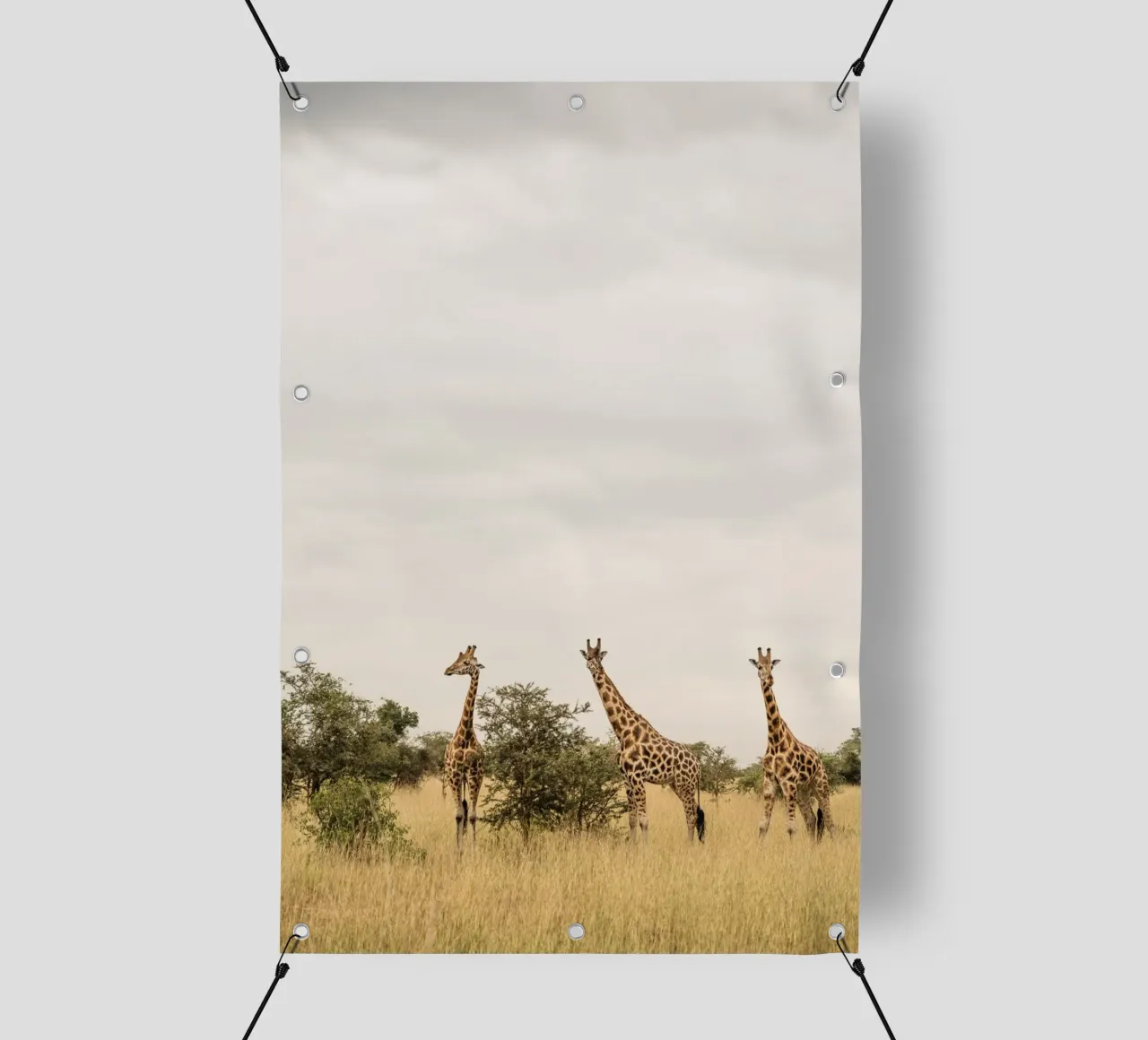 Three giraffes on safari telo in pvc da photolovers