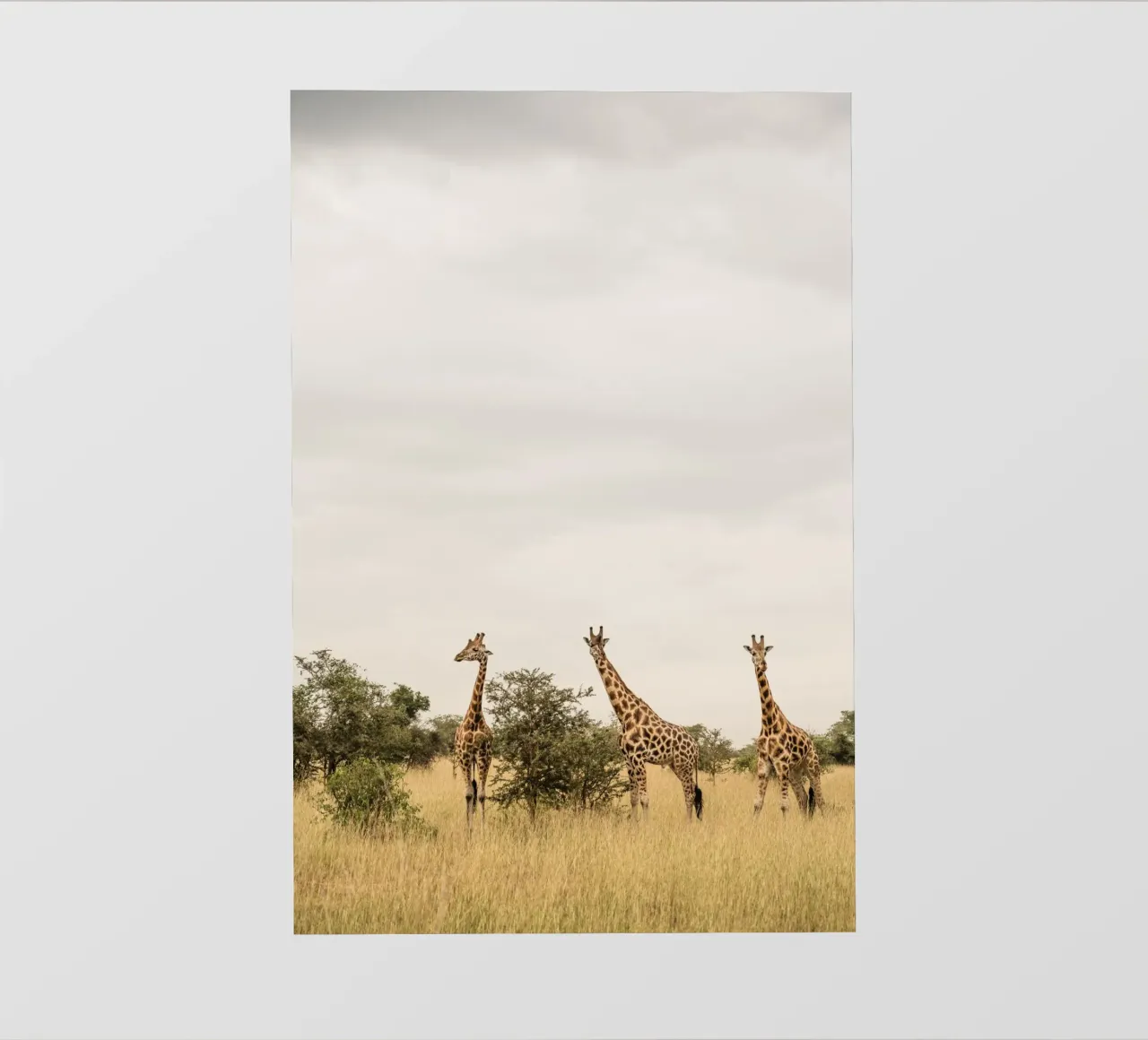 Three giraffes on safari telo in pvc da photolovers