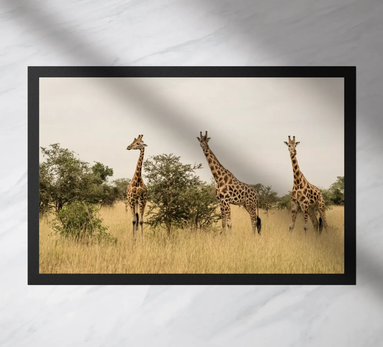Three giraffes on safari zerbino da photolovers
