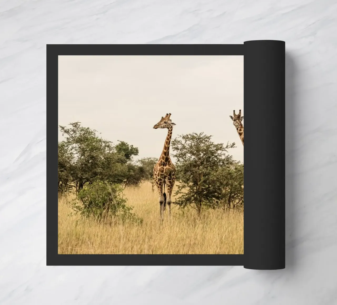 Three giraffes on safari zerbino da photolovers