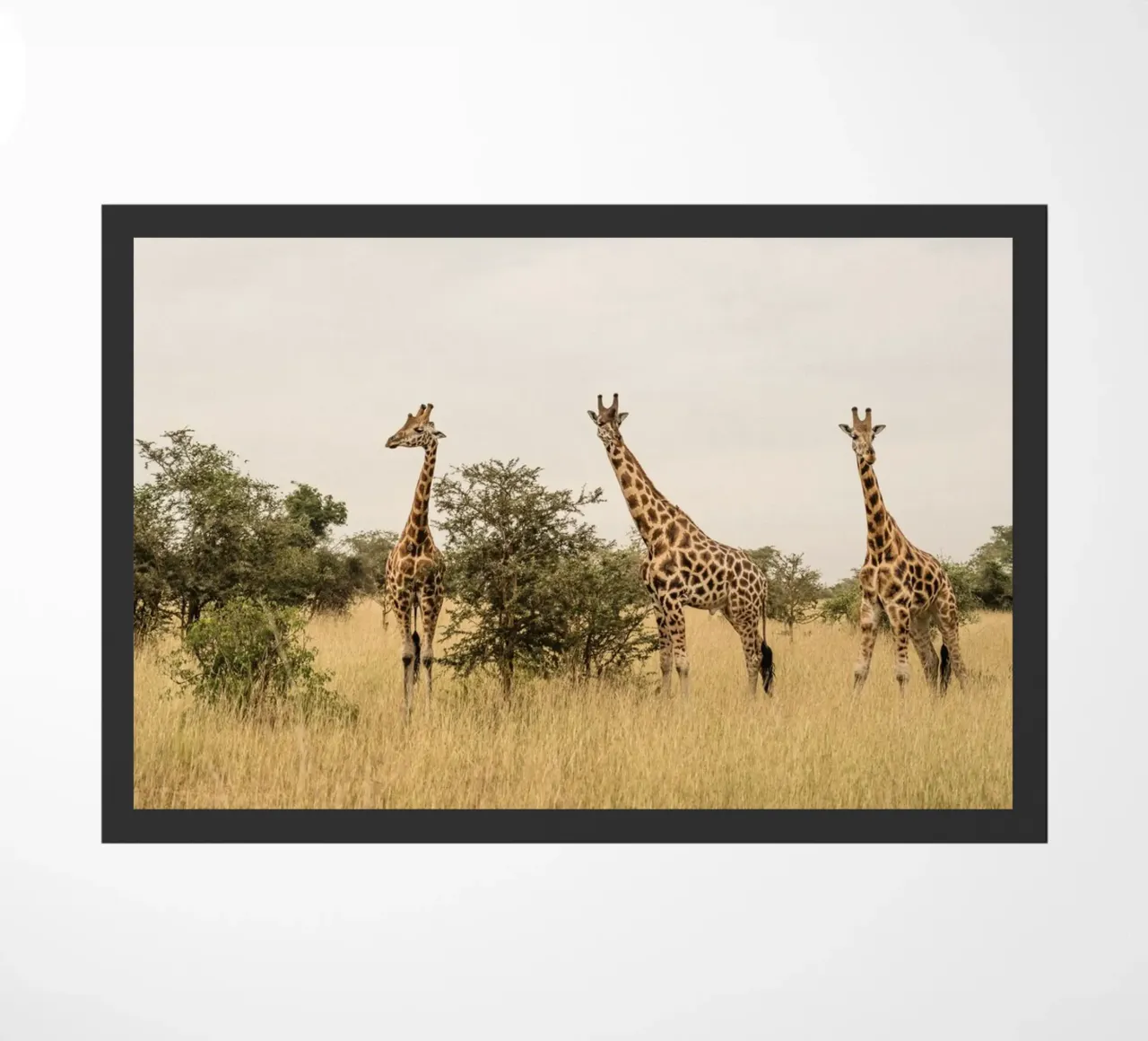 Three giraffes on safari zerbino da photolovers